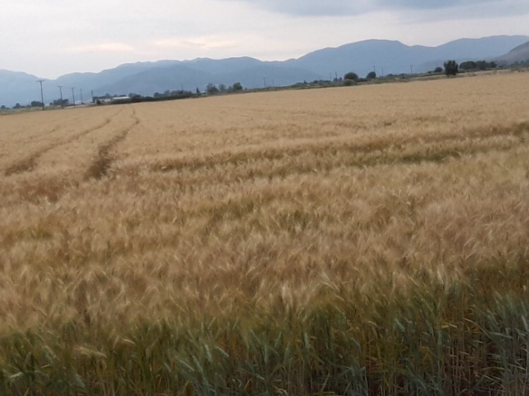 Αγροτεμάχιο υψηλής παραγωγικότητας 20 στρ.