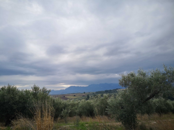 Αγροτεμάχιο 5 στρέμματα στη Λιβαδειά