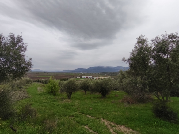 Πώληση ελαιώνα 6 στρ. στο Λαφύστι Λιβαδειάς