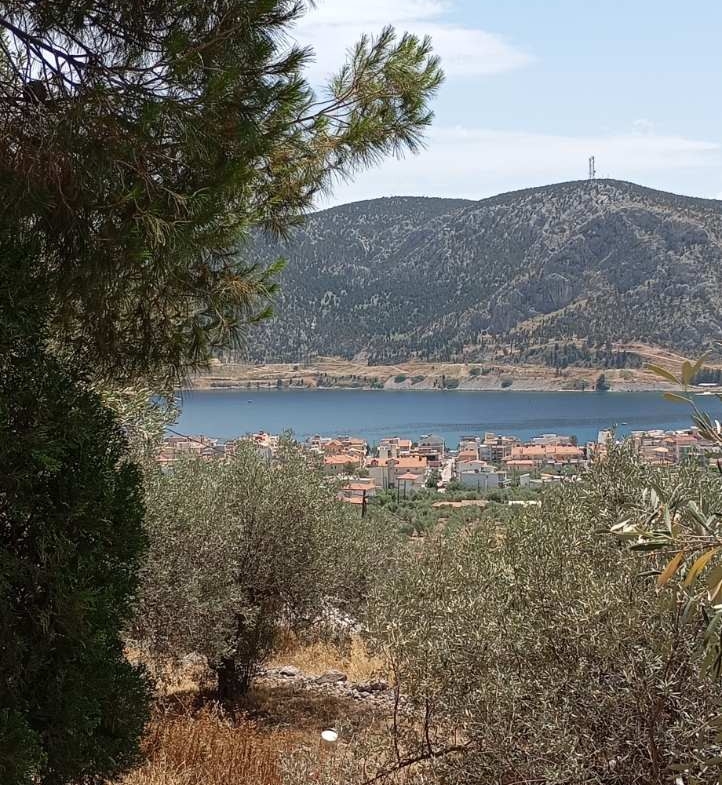 Μονοκατοικία 75 στην Αντίκυρα με 4 στέμματα οικόπεδο