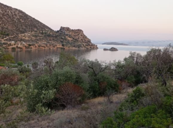 Οικόπεδο στον Άγιο Ισίδωρο Αντίκυρας Βοιωτίας